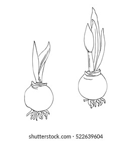 vector white black sketch of bulb amaryllis flower 