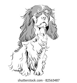 vector white and black sketch of the dog breed Cavalier King Charles Spaniel