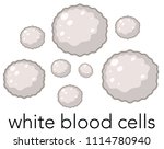 A Vector of White Blood Cells illustration