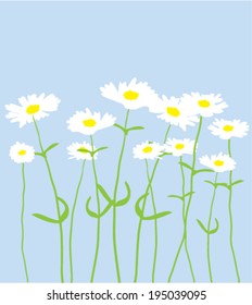 vector white camomiles