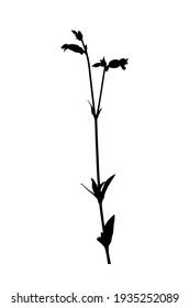 campión blanco vectorial - silueta de planta de campión de vejiga (Silene latifolia) aislada en fondo blanco
