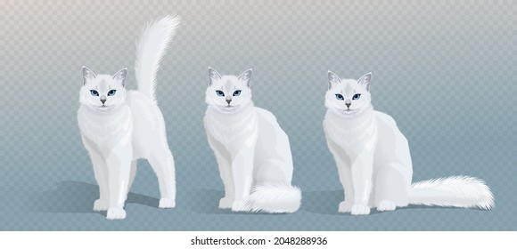 Vector white cat collection. Cat with blue eyes and fluffy tail standing, sitting and looking in camera. Front view illustration