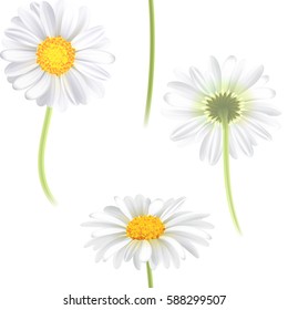 Vector white chamomile flower seamless pattern. Realistic vector daisy. Background design for herbal tea, natural cosmetics, health care products, aromatherapy, homeopathy, textile.