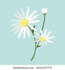 Vector white chamomile flowers with leaves. Cartoon first spring flowers in line used for magazine, poster, web pages. 8 March. Women`s day.
