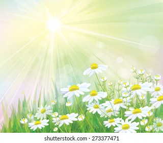 Vector  white chamomiles flowers on sunny  background.