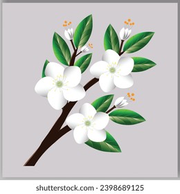 vector white cherry blossom. white flowers on a branch Illustration.