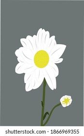 Flor vectorial de crisantén blanco (crisantemo morifolio). Composición central