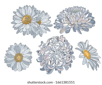 Vector White Chrysanthemum Illustration Set