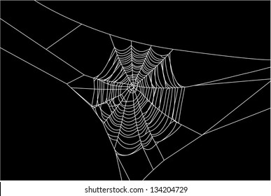 vector of white cobweb line on black background