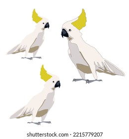 Vector white cockatoo parrot with yellow tufted scallop flat with shadows on white background