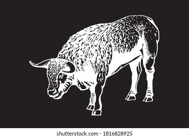 Vector white color ox isolated on black bacground, illustration