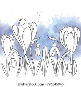 vector white contour crocus snowdrop  flower on blue watercolor background