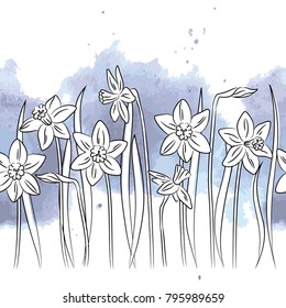 vector white contour narcissus daffodil flower on blue watercolor background