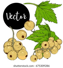 Vector White Currant Illustration Set