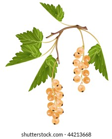 Vector white currant. Ripe berries.