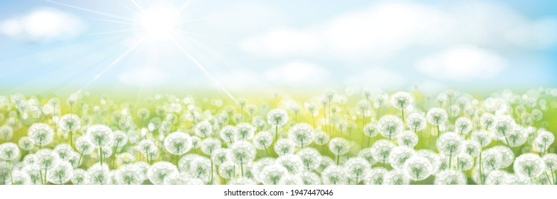 Vector white dandelions meadow.  Spring nature background.