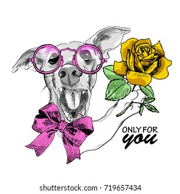 Vector white dog with pink bow, glasses and rose. Hand drawn illustration of dressed dog with yellow rose.