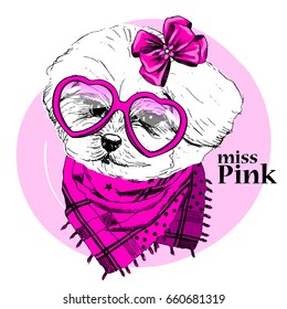 Vector white dog with pink glasses, scarf and bow. Hand drawn illustration of dressed lap-dog.