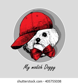 Vector white dog in a red cap and bow. Lap-dog - modish.