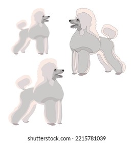 Vector white dog stands fluffy sheared poodle tail ball flat with shadows on white background