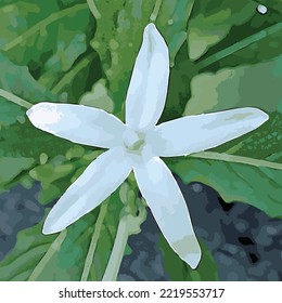 vector white flower illustration template