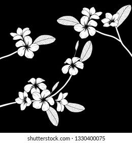 Vector white flower Plumeria on black background floral illustration 
