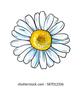 Vector white flower with yellow middle. Isolated on white background. Beautiful chamomile.