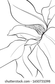 Vector white flowers with leaves on an white isolated background. In style cartoon. Use as a postcard, in graphic design, product packaging, branding, wedding invitation, cloth textile.