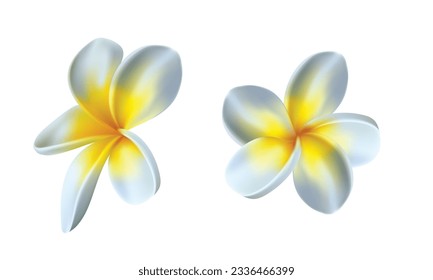 Vector white frangipani flower isolated on white background