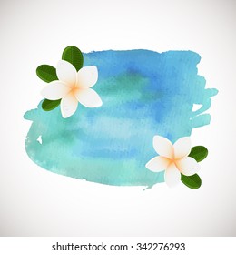 Vector white frangipani flowers. Plumeria flower on blue watercolor background