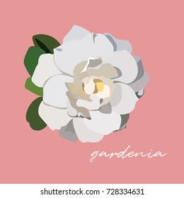 Vector White Gardenia Flower Illustration. 