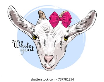 Vector white goat with pink bow. Hand drawn illustration of goat. 