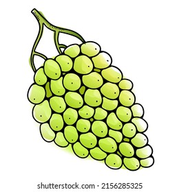 Vector white grape in watercolor style with black contour