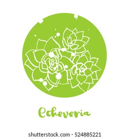 Vector white ink illustration with succulent plant. White ink illustration with succulent plant. Hand drawn Echeveria for poster / banner / postcard / logo on green circle background.