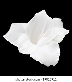 vector white lily flower on a dark background, mesh