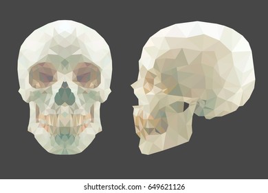 Vector white low-poly skull on white background. Anatomy illustration.