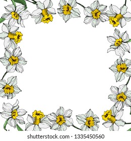 Vector White narcissus floral botanical flower. Wild spring leaf wildflower isolated. Engraved ink art on white background. Frame border ornament square.
