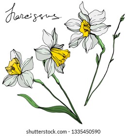 Vector White narcissus floral botanical flower. Wild spring leaf wildflower isolated. Engraved ink art. Isolated narcissus illustration element on white background.