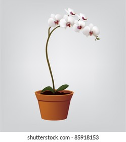 Vector White Orchid Flower In A Pot