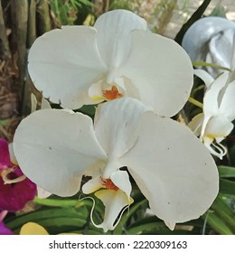 Vektor-Weiß-Orchideenvorlage