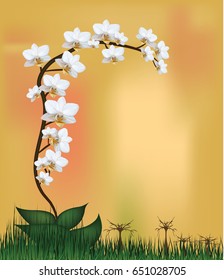Vector, White orchid plant. Moth mini white orchid flowers on colorful background. Vector saved in eps10. Mesh.