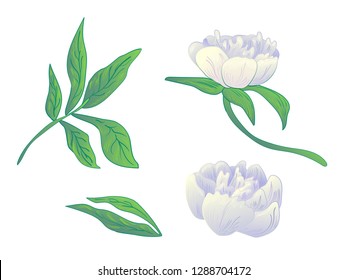 Vector White peony floral botanical flower. Wild spring leaf wildflower isolated. Black and white engraved ink art. Isolated peonies illustration element on white background.