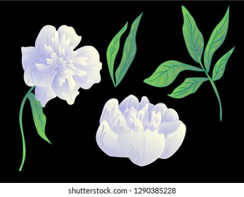 Vector White peony floral botanical flower. Wild spring leaf wildflower isolated. Black and white engraved ink art. Isolated peonies illustration element on black background.