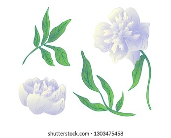 Vector White peony floral botanical flower. Wild spring leaf wildflower isolated. Black and white engraved ink art. Isolated peonies illustration element on white background.