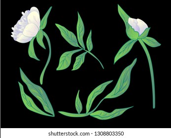 Vector White peony floral botanical flower. Wild spring leaf wildflower isolated. Black and white engraved ink art. Isolated peonies illustration element on black background.