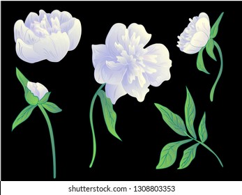 Vector White peony floral botanical flower. Wild spring leaf wildflower isolated. Black and white engraved ink art. Isolated peonies illustration element on black background.