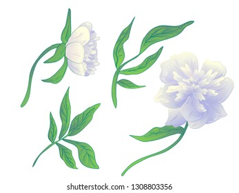 Vector White peony floral botanical flower. Wild spring leaf wildflower isolated. Black and white engraved ink art. Isolated peonies illustration element on white background.