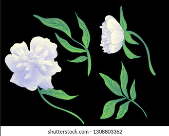 Vector White peony floral botanical flower. Wild spring leaf wildflower isolated. Black and white engraved ink art. Isolated peonies illustration element on black background.