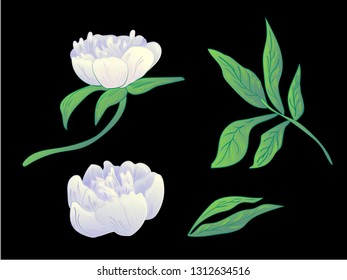 Vector White peony floral botanical flower. Wild spring leaf wildflower isolated. Black and white engraved ink art. Isolated peonies illustration element on black background.