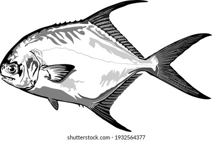 Vector of White Pomfret isolated on the white background